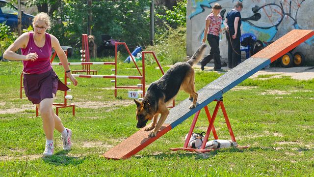 Площадка для выгула собак в каждом районе.