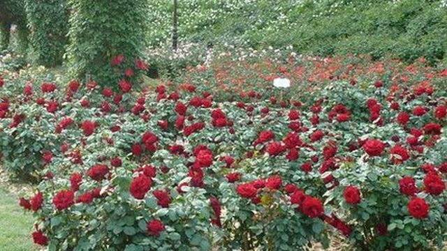 Миллион роз на клумбах Костромы